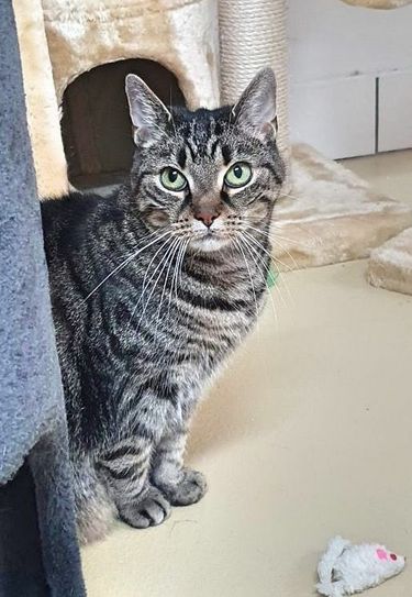 Wer kann der Katze Felicitas ein neues Zuhause geben?