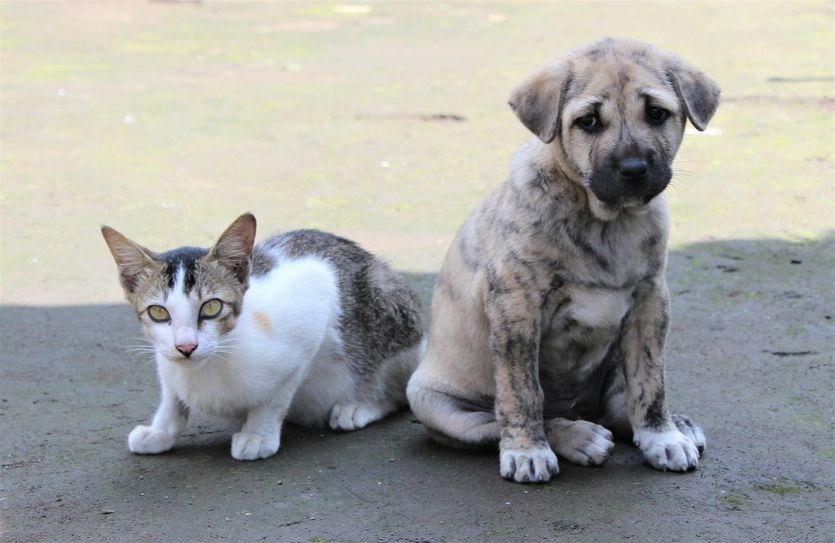 Tierschützer geben ihr Bestes, damit Tieren in Not geholfen wird – oder unsägliches Leid bereits im Keim erstickt wird. Das würdigt das Umweltministerium mit einem Preis.                         Symbolbild/Pixabay