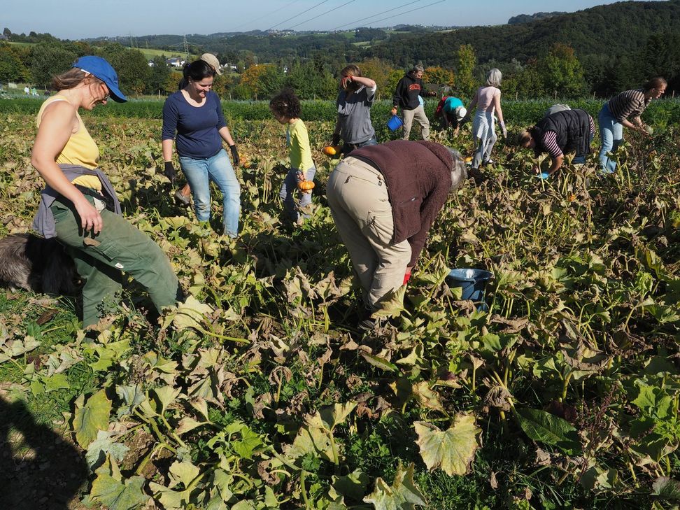 Viele Hände, schnelles Ende: Wenn Not am Mann ist, packen die Mitglieder auch schon mal selbst mit an – wie hier bei der Kürbisernte in Hanf (Rhein-Sieg-Kreis). Foto: Diethelm Schneider