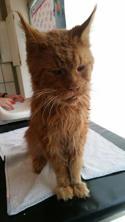 Diese beiden Katzen wurden an den Katzensteinen ausgesetzt. Fotos: Tierschutzverein Mechernich