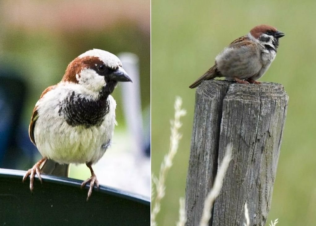 Werden oft verwechselt: Der Haussperling (li.) und der Feldsperling.