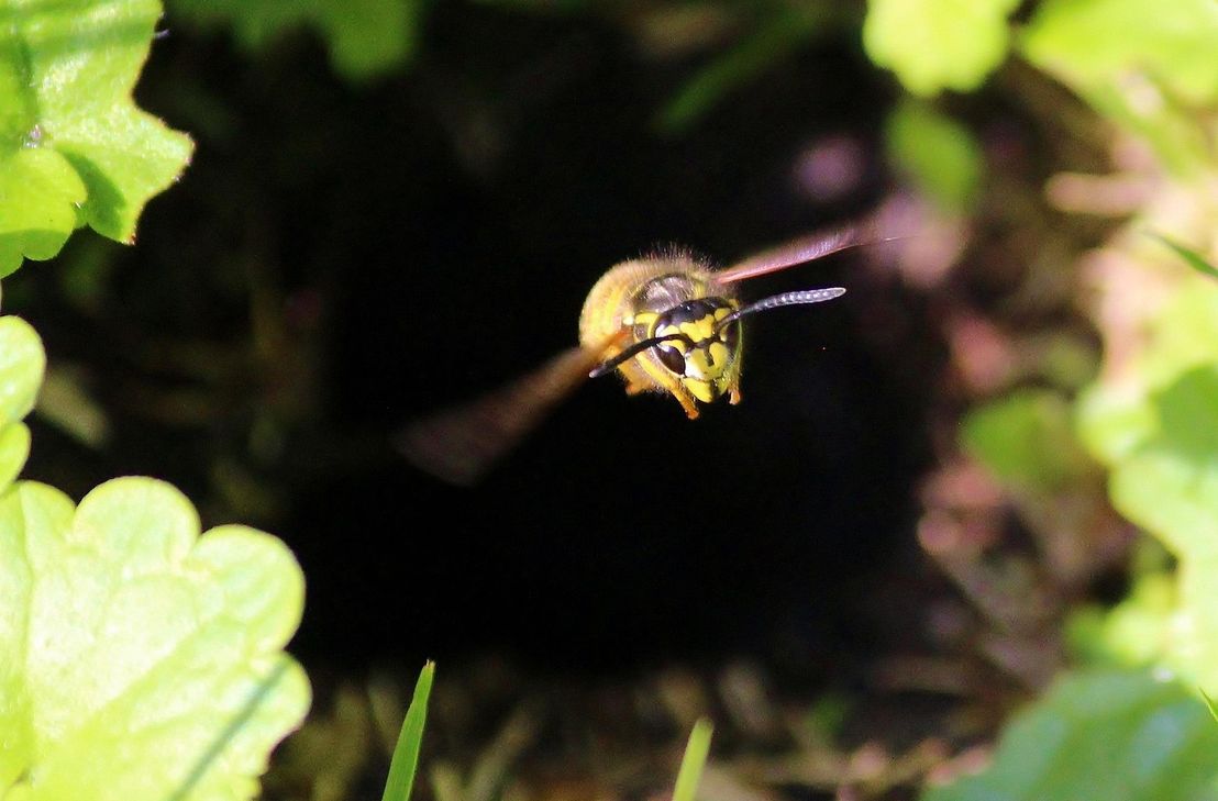 Wegen Erdwespen ist eine Wanderstrecke Wanderstrecke auf dem Welterbesteig, RheinBurgenWeg und Traumschleife Marienberg gesperrt.