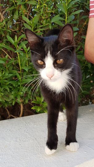 Kastrationsaktion in Idar-Oberstein.