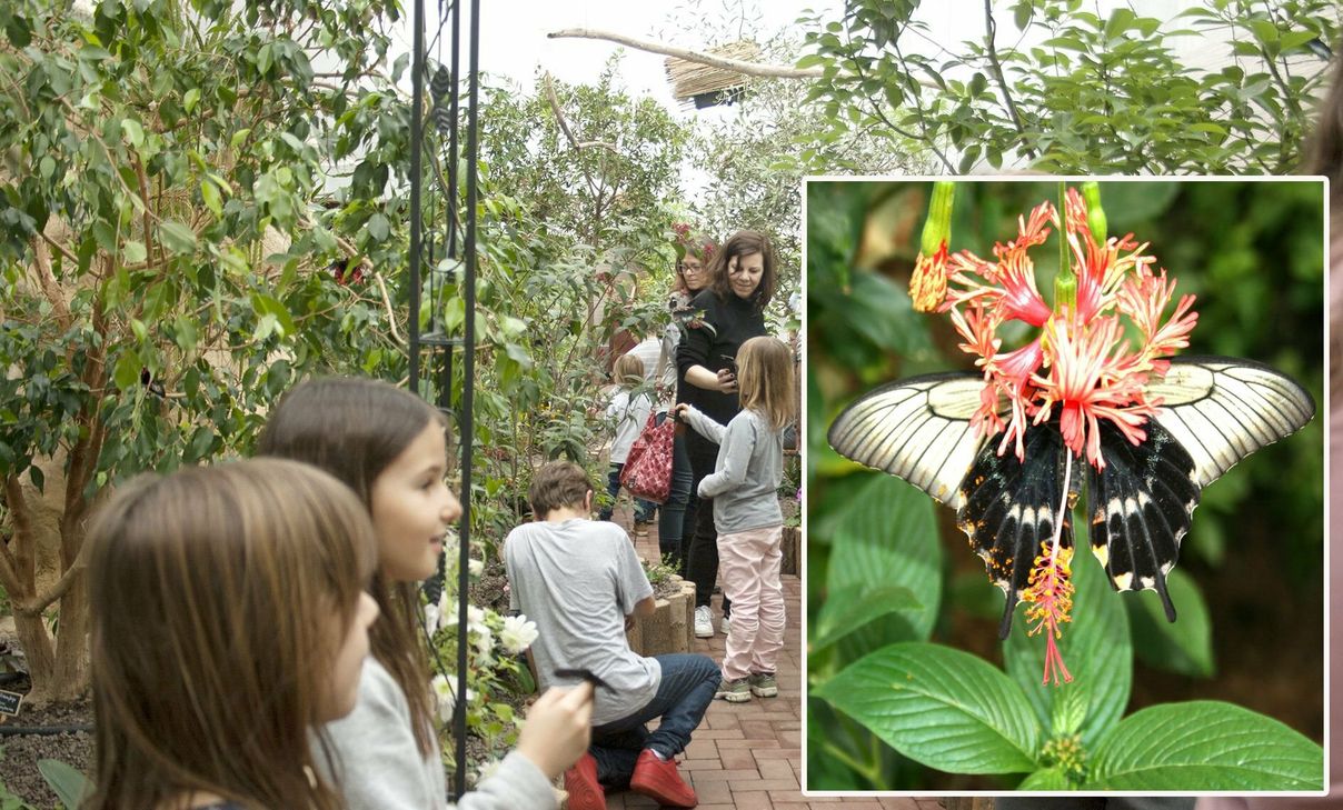 Zum letzten Mal fliegen am ersten Advent die Schmetterlinge im Garten »Eifalia« für die Besucher.