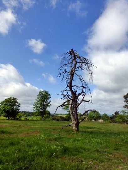 Auf der Blumenrather Heide.