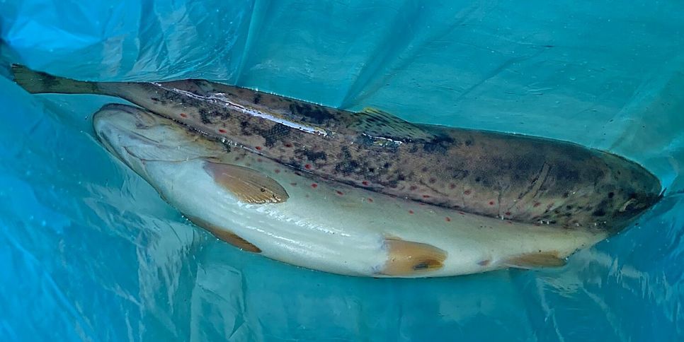 Zur Beweissicherung wurden mehrere tote Fische eingesammelt und an die Kripo Mayen übergeben.