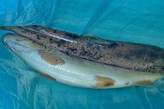 Zur Beweissicherung wurden mehrere tote Fische eingesammelt und an die Kripo Mayen übergeben.