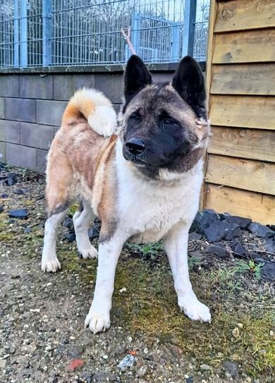 »Maya« sucht ein neues Zuhause.