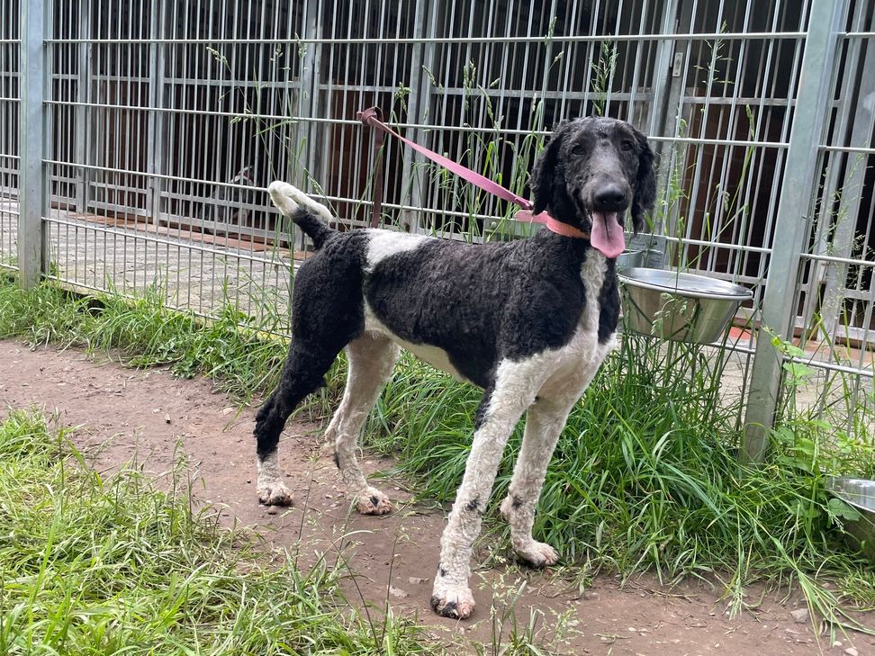Zwei Jahre jung ist diese zur Vermittlung freigegebene Hündin im Tierheim Zweibrücken.