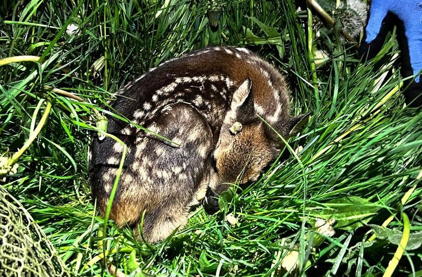 Jäger und Landwirte arbeiten Hand in Hand, um Rehkitze vor dem Tod im Mähwerk zu bewahren. Mit einer Drohne samt Wärmebildkamera spürt Dominik Puhl (r.) sie auf. Während der Mahd kommen sie eine Transportkiste mit Gras (Fotooben); größere Kitze. die mobiler sind und immer wieder ausbüchsen, werden per Käscher eingefangen und in Sicherheit freigelassen.