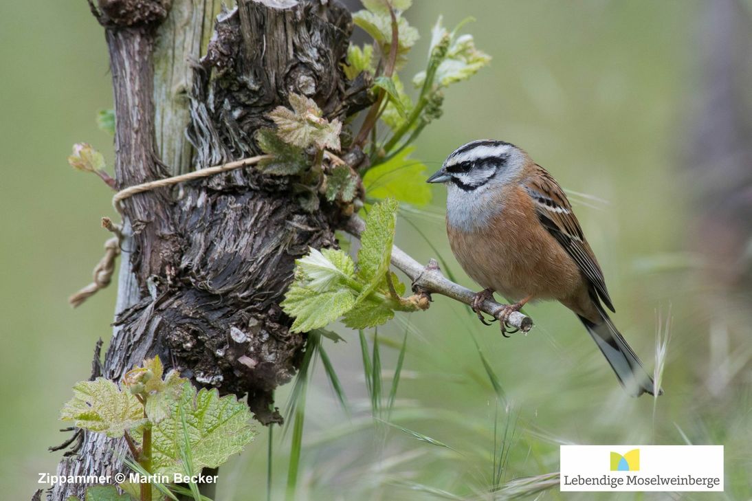 So könnte ein Foto zum Wettbewerb »#MoselTeiltNatur« aussehen, der anlässlich des Internationalen Tages der Biodiversität stattfindet.   Foto: Martin Becker