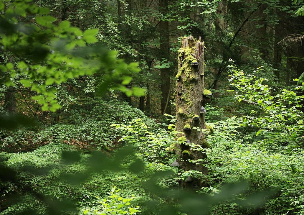Von der ungewöhnlichen Naturbühne Nationalpark Eifel und seinen zahlreichen Arten handelt  die Dokumentation "Urwald von morgen - Nationalpark Eifel". Foto: Nationalparkverwaltung Eifel/M. Weisgerber