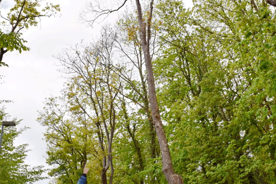 In der Mühlengasse stehen Ahornbäume schön in Reih und Glied. Doch auch da hat es zwei Exemplare erwischt. Foto: Kirsten Röder/pp