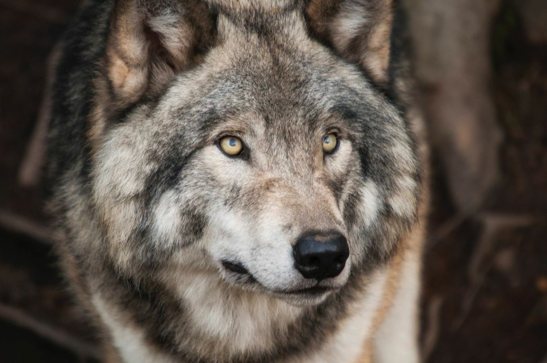 Das Umweltministerium hat ein neues Wolfsgebiet in der Eifel ausgewiesen.