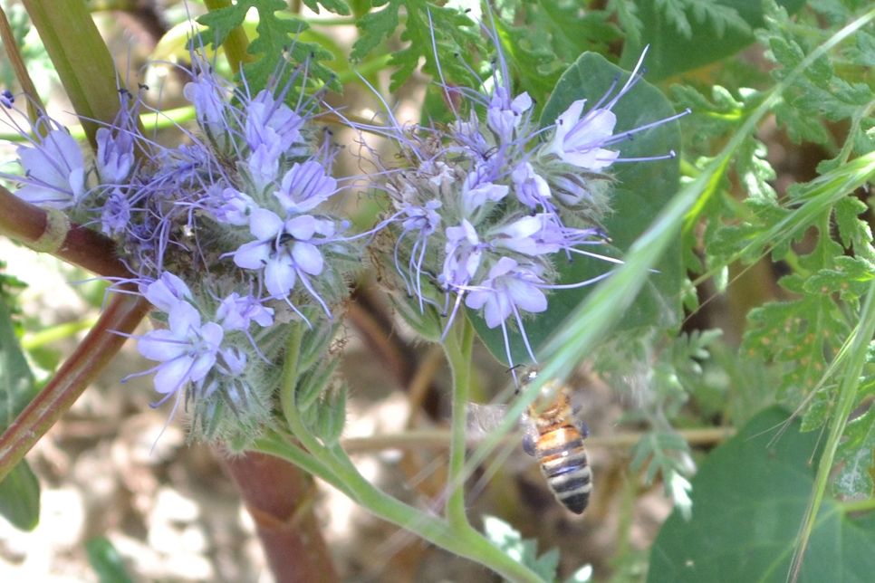 Die leuchtenden Phacelia sind reich an Nektar. Bienen finden dort ausreichend Nahrung. Foto: Mager