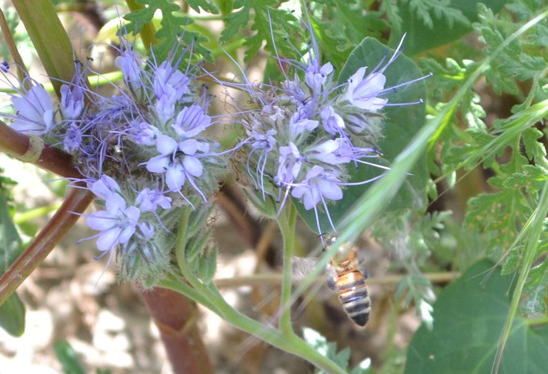 Die leuchtenden Phacelia sind reich an Nektar. Bienen finden dort ausreichend Nahrung. Foto: Mager