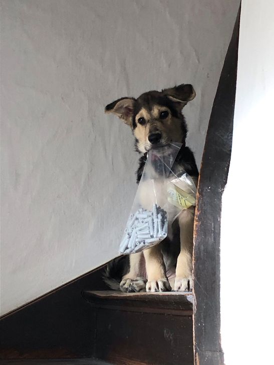 Unser Billy im zarten Alter von 3 Monaten.