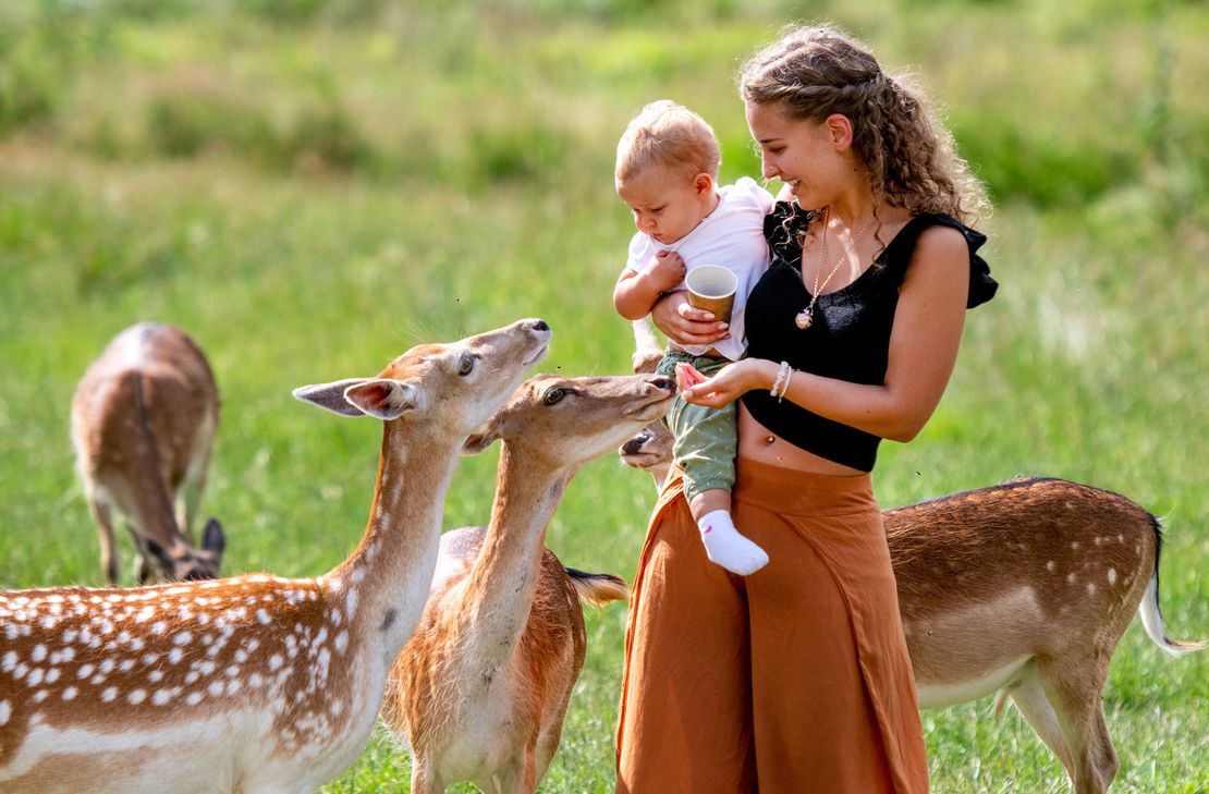 Pure Natur mit Bachläufen, Weihern, Wald und Wiesen hält der Tierpark Rheinböllen bereit. Auf den beiden Rundwegen erlebt man die Tiere ganz nah.