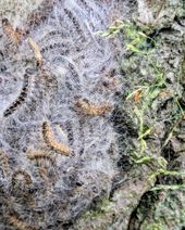 Nest mit Eichenprozessionsspinnern.