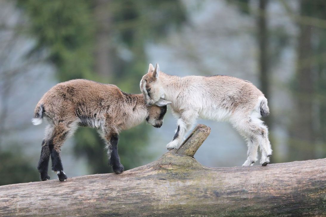 Nachwuchs im Wildfreigehege: Zwei junge Ziegen erkunden neugierig ihre Umgebung.