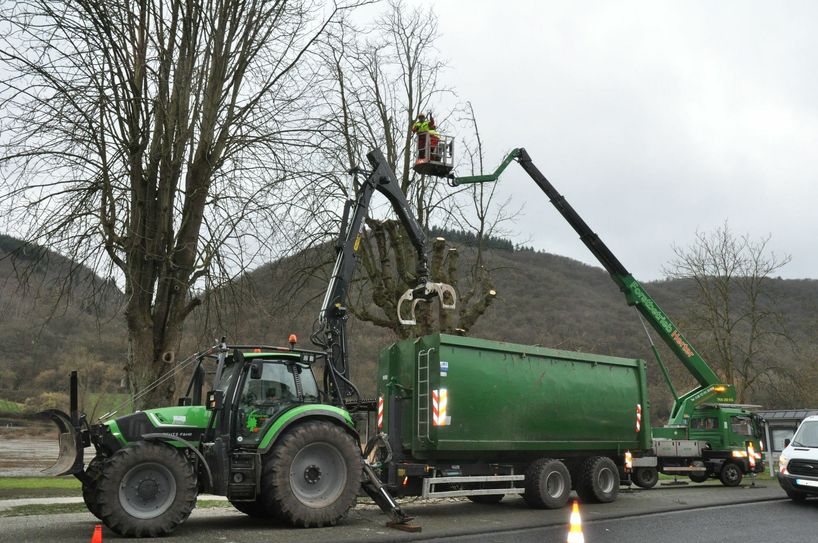 Die Fällarbeiten wurden vom Treiser Fachbetrieb Herter ausgeführt.