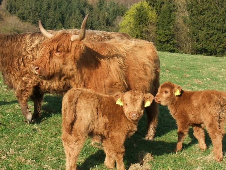 Neugierig schaut das kleine Kalb in die Kamera. Im Hintergrund ist seine Mutter, die liebe Kuhdame Elly, und ein weiteres Kälbchen zu sehen. In unserer neuen Serie wollen wir dieses kleine Highland Kälbchen auf seinem Lebensweg begleiten und unseren Leser Einblick in das Leben auf einem Bauernhof geben. Als erstes suchen wir einen Namen. Wie soll es heißen? Schreiben Sie uns an red-hochwald@tw-verlag.de Fotos: Fischer