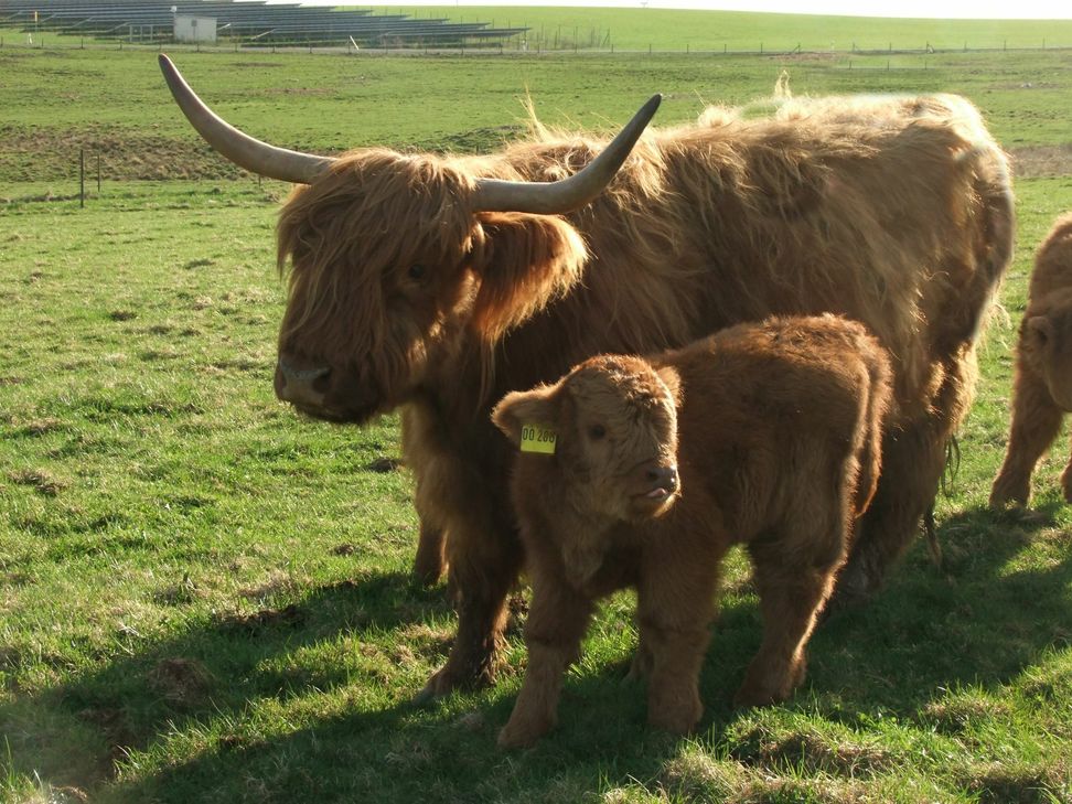 Mama Elly passt gut auf ihr kleines Kalb auf.