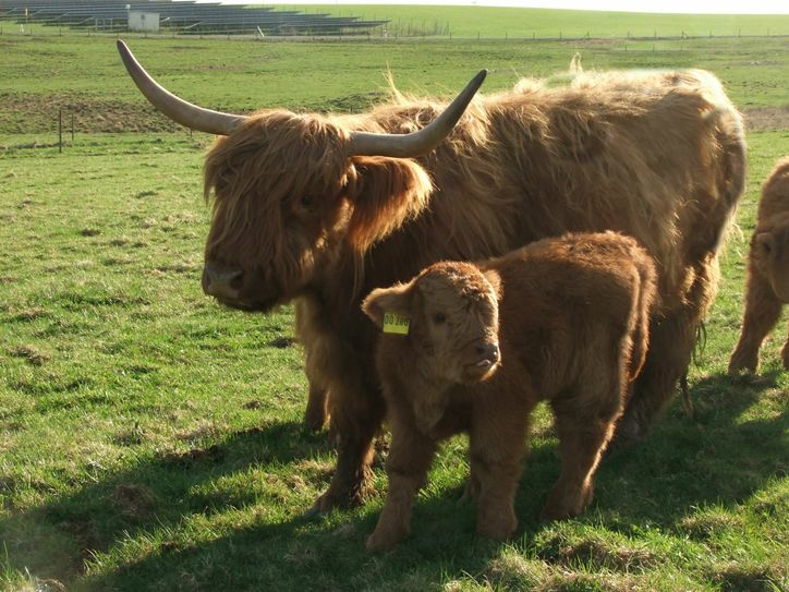 Mama Elly passt gut auf ihr kleines Kalb auf.