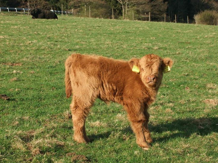 Welcher Name passt zu dem kleinen Highland?