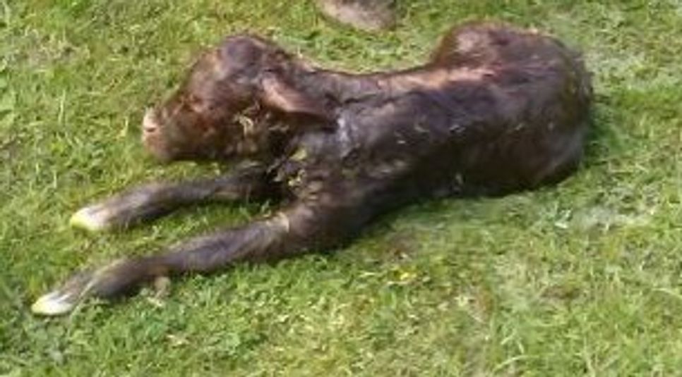 So sah das kleine Kälbchen unmittelbar nach der Geburt aus.