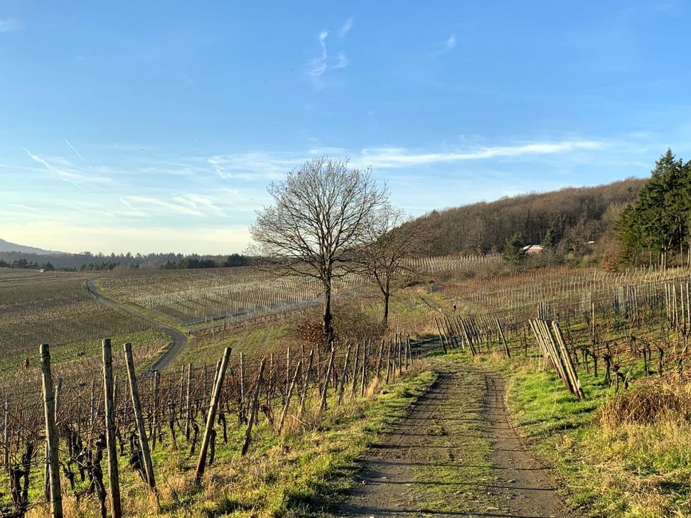 Hoch über der Ahr wird durch die Weinberge gewandert.