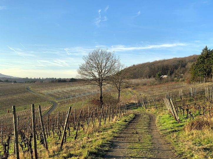 Hoch über der Ahr wird durch die Weinberge gewandert.