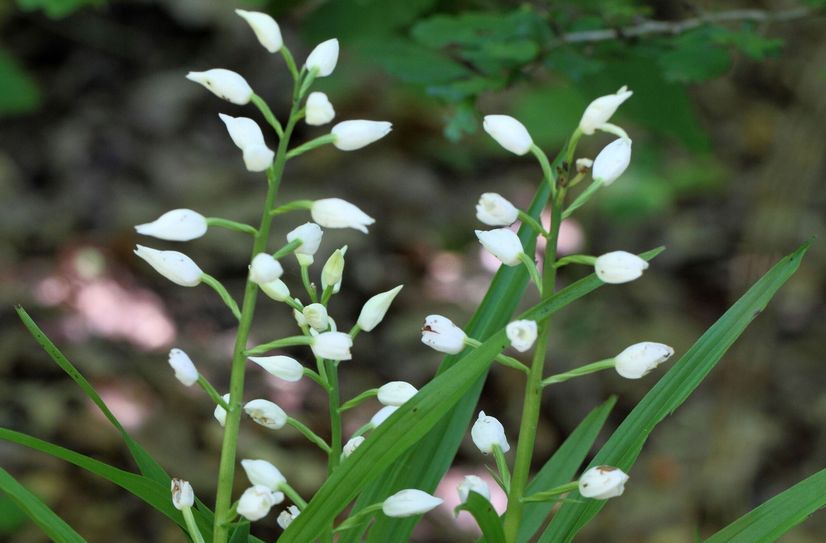 Schwertblättriges Waldvögelein (Cephalanthera longifolia)