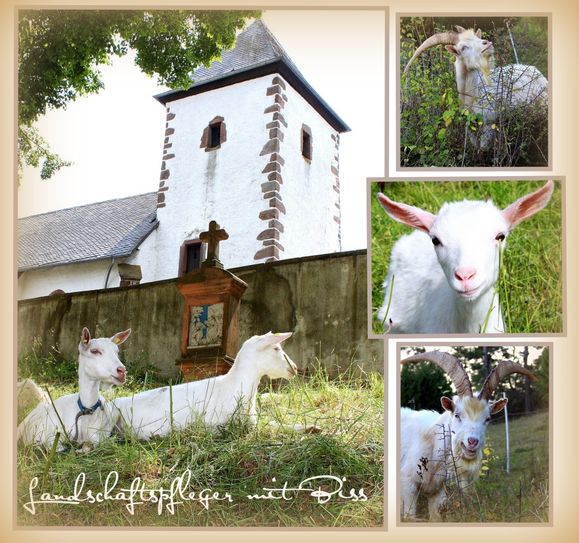 Die Aufnahme zeigt, dass Berndorf ökologisch eine Vorbildfunktion einnehmen könnte. Biologisches "Mähen" unter der Wehrkirche incl. zeitnaher Weiterverwertung mit schadstoffarmen Düngeeffekt. Berndorf denkt mit!