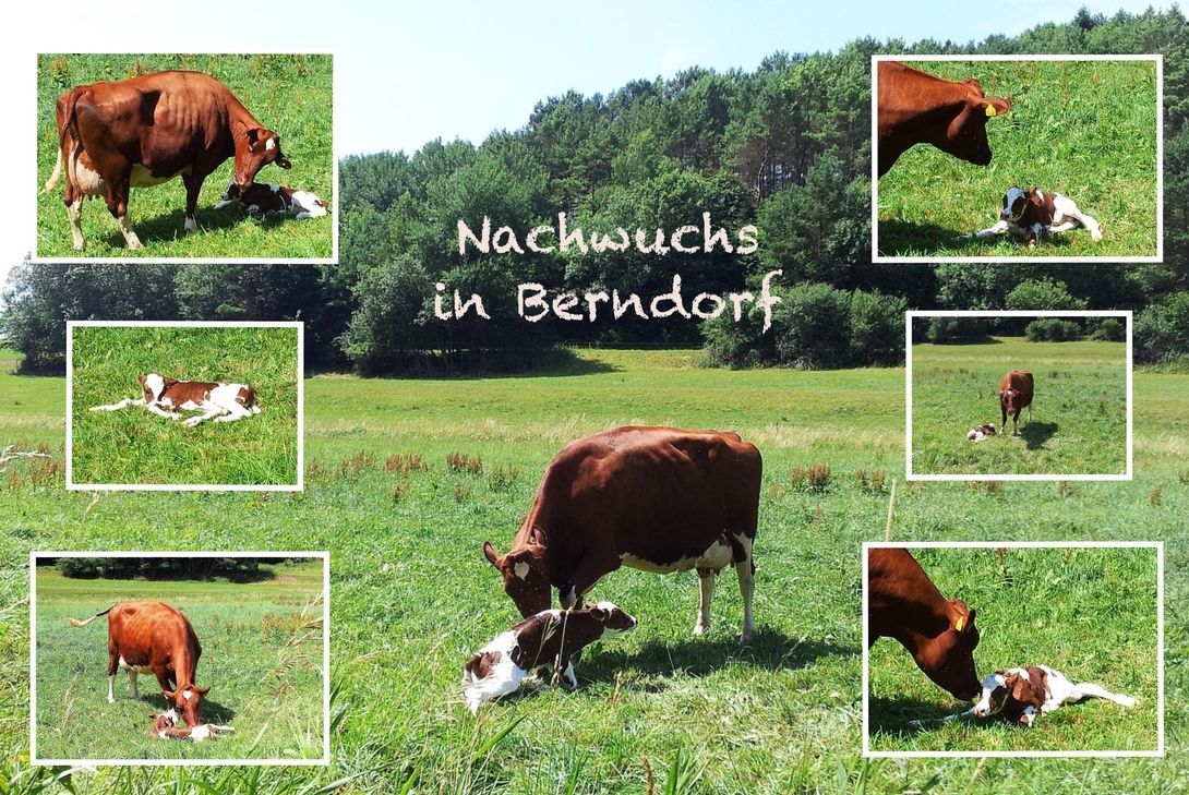 "Alle guten Dinge haben etwas Lässiges und liegen wie Kühe auf der Wiese." (Friedrich Nietzsche)