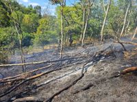 Brand, Feuer, Waldbrand