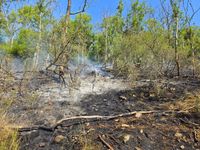 Brand, Feuer, Waldbrand