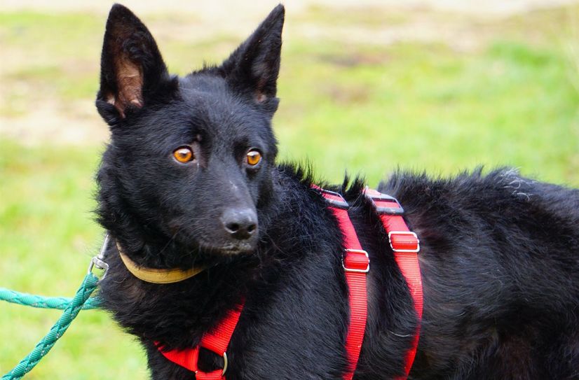 Im Tierheim Kall wartet Kamali auf ein neues Zuhause.