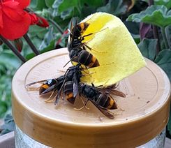 Asiatische Hornisse