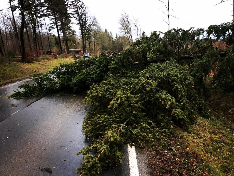 Zahlreiche Bäume wurden entwurzelt und versperren auch derzeit noch die Straßen. mn-Fotos