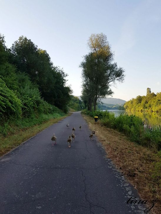 Krisztina Zana aus Konz-Könen fährt regelmäßig mit dem Fahrrad am Saarufer entlang.  Dabei begegnet ihr immer diese Nilgansfamilie. Von den elf Küken haben es zehn  ins Erwachsenenalter geschafft, berichtet sie. Foto: Krisztina Zana