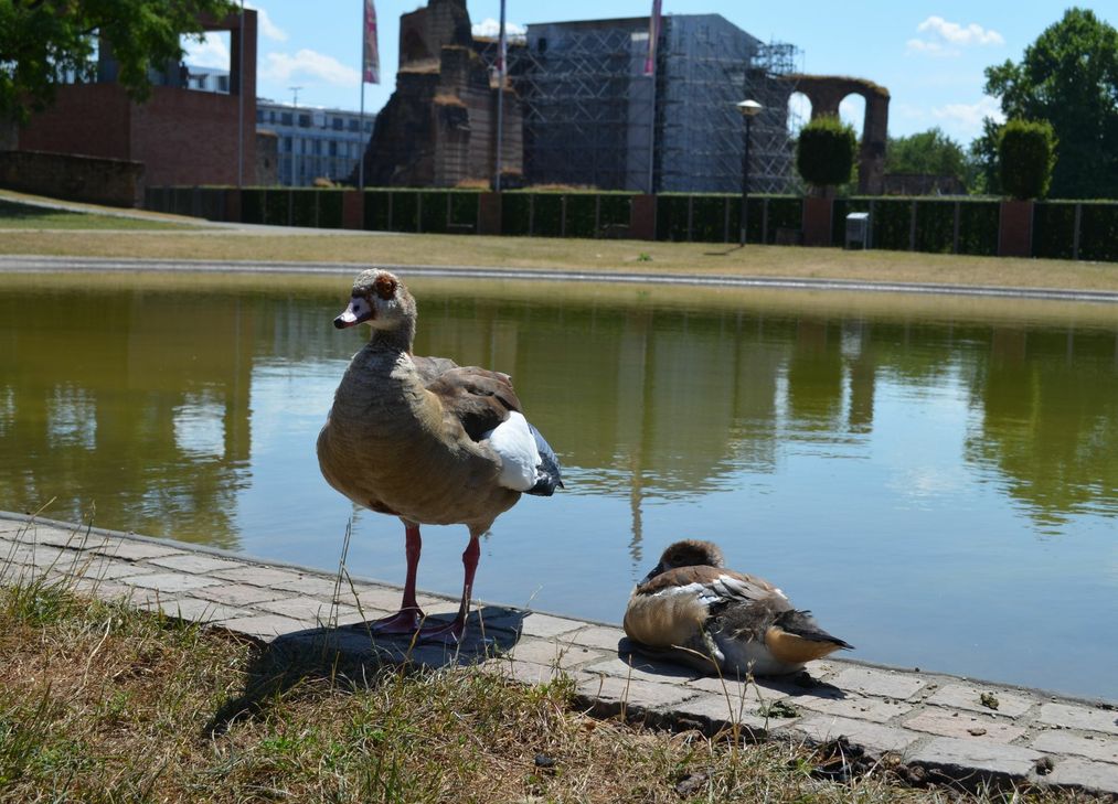In Trier kann man den Nilgänsen inzwischen an vielen Orten über den Weg laufen. Auch am Teich bei den Kaiserthermen hat sich eine Gänsefamilie samt Jungen niedergelassen und genießt den Sommer im Park. Foto: Urban