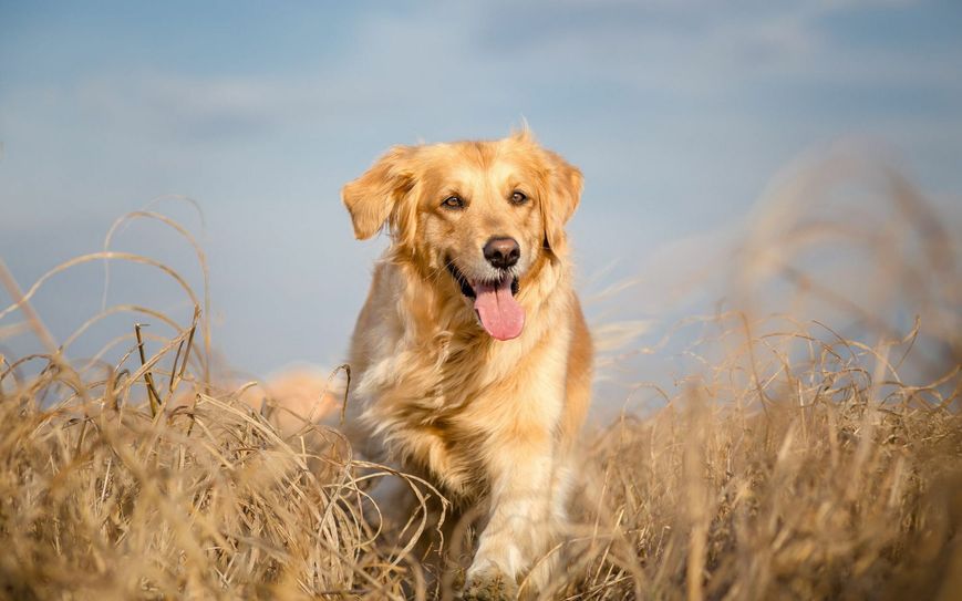 "Der beste Freund des Menschen" steht auch diese Woche noch bei unseren Lesern im Fokus: Das Thema Hund und Halter wird hochemotional diskutiert. Foto: Fotolia