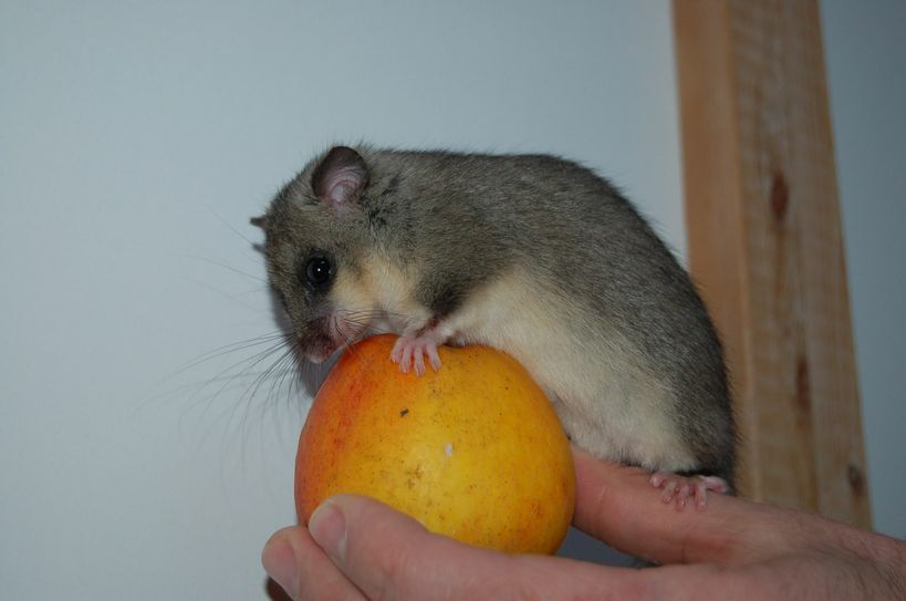 derzeit pflegt er mit seiner Frau um die 20 Tiere, darunter auch Siebenschläfer. Fotos: Thiesen