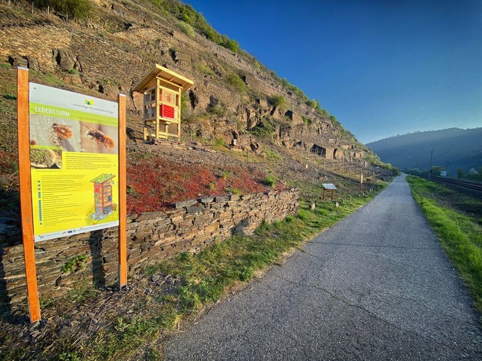 Die Lehmener Weinbergsterrassen mit dem Lebensturm sind das Motiv der Fotografie von Klaus Breitkreutz.