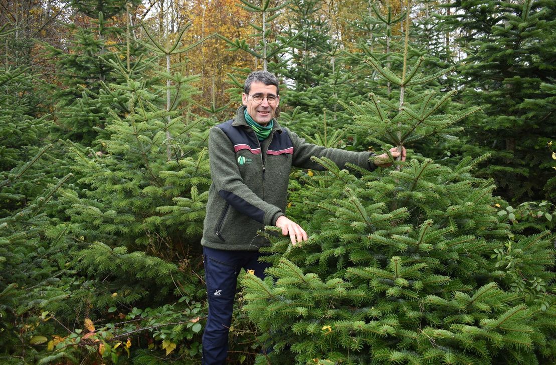 Johannes Nass inspiziert die Weihnachtsbaumkultur im Stadtwald. Hier sind die Herausforderungen der Wälder noch kein großes Thema.