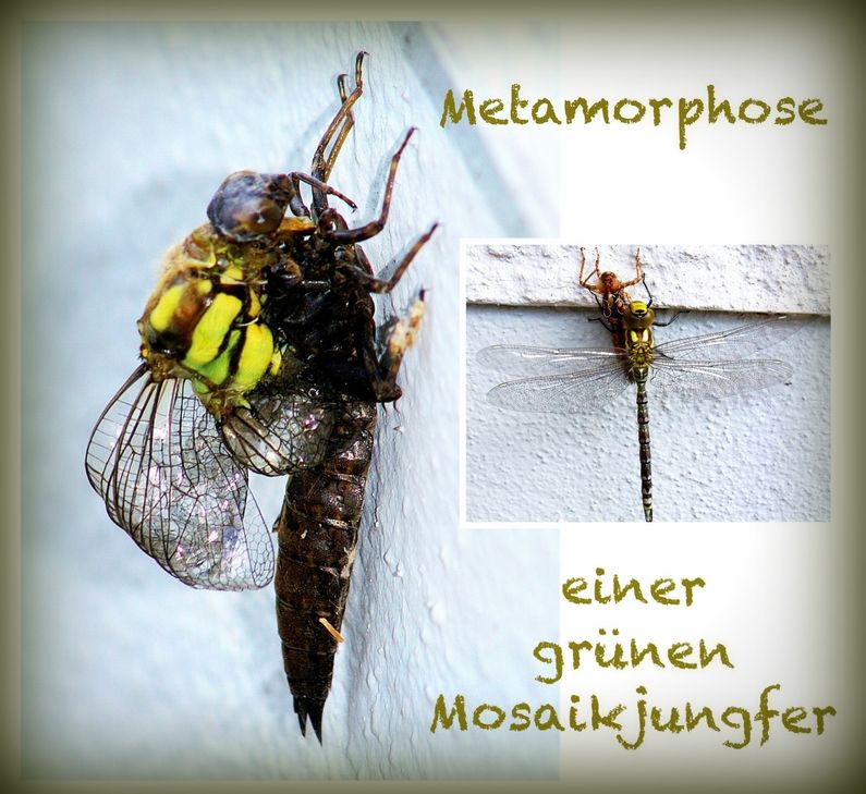 Metamorphose einer grünen eifelanerischen Mosaikjungfer