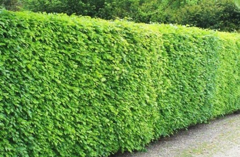 Stephan Offermann hat die Sammelbestellung für die ortsprägenden Buchenhecken-Pflanzen in Eicherscheid übernommen.