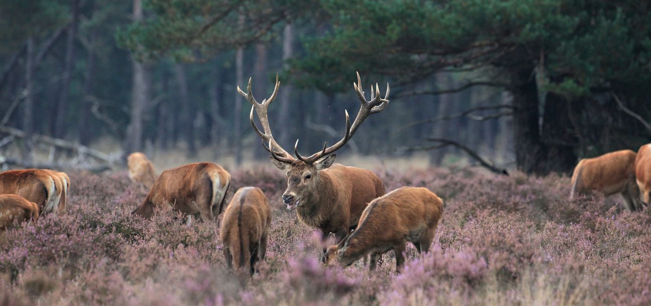Derzeit beobachten die Ranger*innen im Nationalpark einige Besuchenden, die abends oder nachts im Nationalpark umherstreifen, um die Hirschbrunft zu erleben.