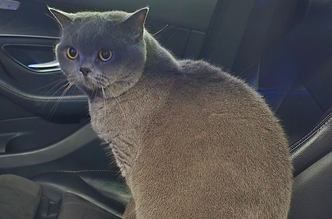 Diese Katze konnte in Rhaunen gerettet werden.